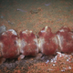 Osedax worms growing on the vertebrae of a dead whale.